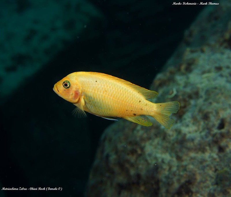 Maylandia zebra 'Chiwi Rocks'